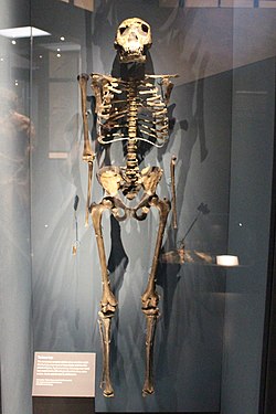 Scheletul unui Homo erectus numit Băiatul Turkana ]]