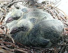 Nestlings, about 10 days