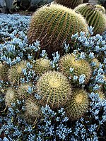 Golden Barrels with Senecio mandraliscae, Blue Stick or Blue Finger succulents