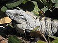 Ctenosaura similis Iguana, Tulum, Mexico