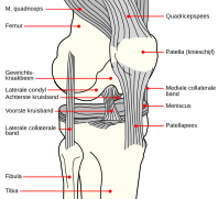 Knee diagram nl.svg