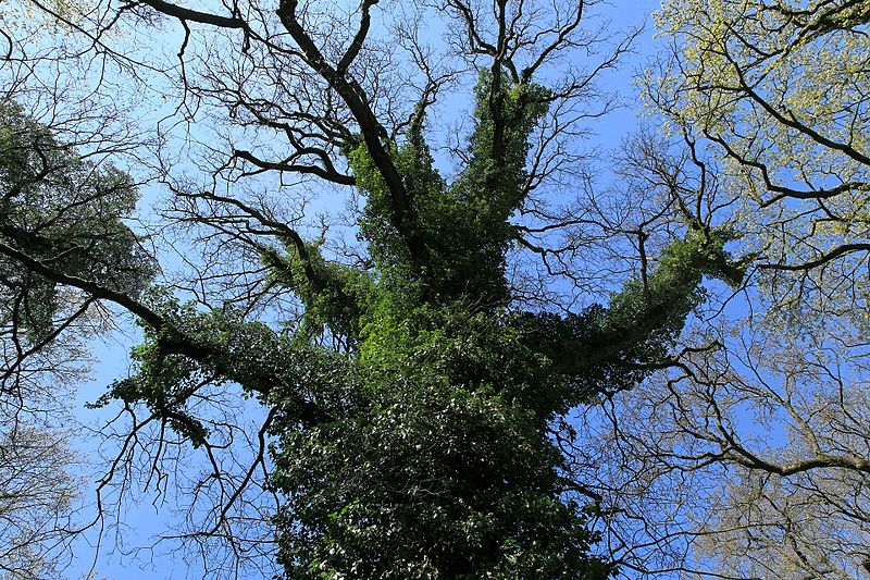 File:Papenburg - Park Altenkamp 01 ies.jpg