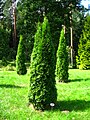 Thuja occidentalis