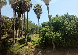 Studio City, Los Angeles, CA, USA - panoramio (5).jpg