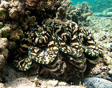 鳞砗磲 Tridacna squamosa(留尼汪岛)