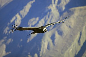 Condor des Andes femelle adulte croisant au Cañon de Colca (Pérou, région d'Arequipa), en 2010.