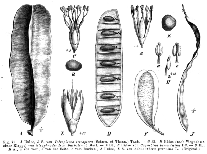 File:Mimosoideae spp Taub71.png