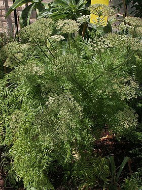 Monizia edulis cultivada no Conservatório Botânico Nacional de Brest, França.