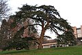 Cedrus libani in Mariemont park (Belgium).