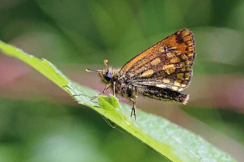 File:Northern chequered skipper (Carterocephalus silvicola) female underside.jpg