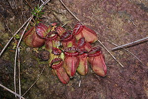 folikla cefaloto (Cephalotus follicularis)