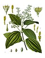 Cinnamomum verum J.Presl