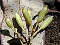 fruit (close-up)