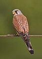 Common kestrel