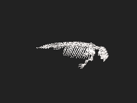 3d model of dugong skeleton