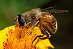 Eristalis tenax