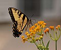 Eastern Tiger Swallowtail on Asclepias curassavica 'Silky Gold'.