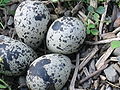 Killdeer eggs