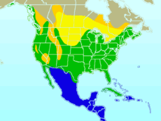 Mapa s rozšířením žlutě - pouze hnízdiště modře - pouze zimoviště zeleně - výskyt po celý rok oranžově - oblasti, přes které migruje