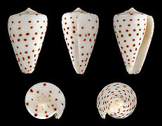 Conus eburneus