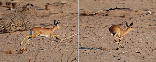 Female running in Damaraland, Namibia