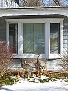 Bay Window; die „Bucht“ beginnt hier erst auf der Höhe der Fensterbank