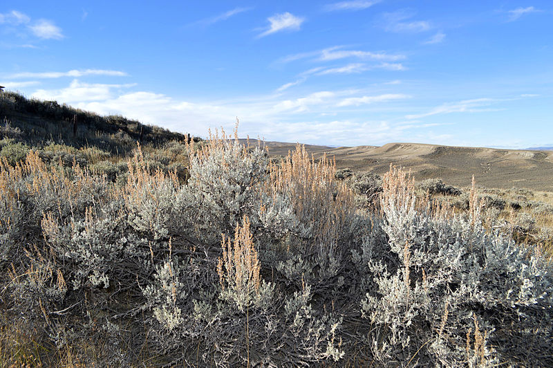 File:Wyoming Sagebrush (15560437116).jpg