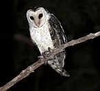 Northern masked owl