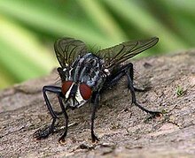 A Fly by Matthias Zimmermann.jpg