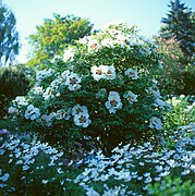 Flowering Tree peony (Paeonia rockii)