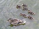 Seite 18: File:Baby_mallards_with_mom.jpg Autor: User:Nenyedi, Benutzung beliebig, sofern Nenyedi als Urheber genannt wird