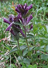 flowering plants