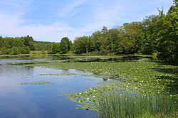 Blue Giant Meadow Lake in Mountain Top in June 2015