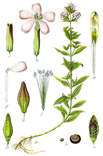 File:Caryophyllaceae sp Sturm25.jpg