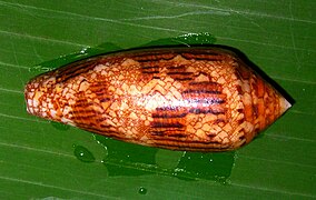 Conus aureus