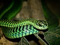 Boomslang