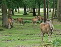 Eland nelle praterie dell'Africa