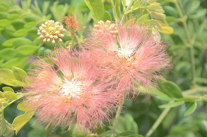 File:Flowers of Bangladesh 1.JPG