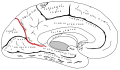 頭頂後頭溝。帯状回の後方の境界を定める脳溝。