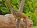 Juvenile in California, United States