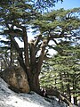 On Mount Lebanon