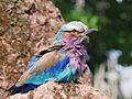 * Nomination Lilac-breasted Roller, Coracias caudatus, at Chester Zoo, UK. --Baresi franco 20:59, 9 September 2014 (UTC) * Promotion Good quality. --Uoaei1 06:54, 10 September 2014 (UTC)