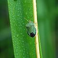 Pentatomidae