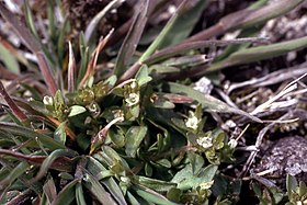 Plagiobothrys scouleri