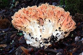 Ramaria fomosa ressemble à un corail au pied blanc et aux branches rose saumon.