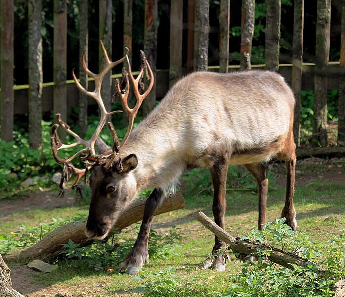 File:Rangifer tarandus Zoo Praha 2011-1.jpg