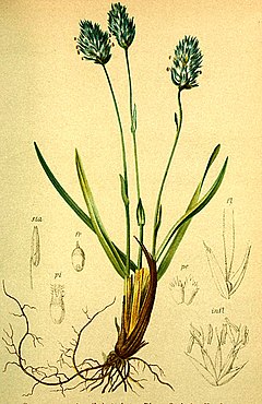 Sesleria caerulea (гълъбова гъжва)