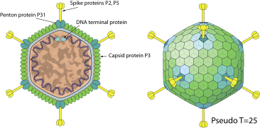 Tectiviridae virion image.svg