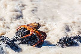 Grapsus grapsus dans l'écume, aggripé au substrat, Cerro Brujo, île San Cristóbal.