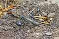 * Nomination: Praying mantis in Charyn ash forest. Uyghur district, Almaty Region, Kazakhstan. By User:ElenaLitera --Красный 07:56, 9 August 2024 (UTC) * * Review needed